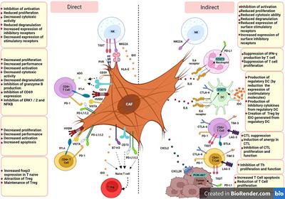 Immune checkpoint inhibitors as mediators for immunosuppression by cancer-associated fibroblasts: A comprehensive review